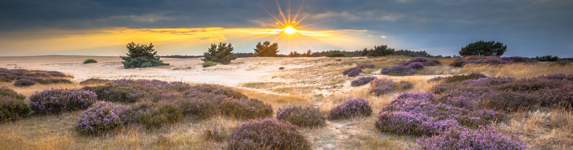 Heathland,And,Shifting,Sands,In,National,Park,De,Hoge,Veluwe